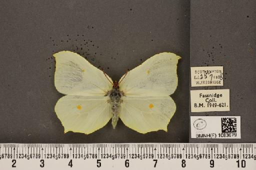 Gonepteryx rhamni rhamni Linnaeus, 1758 - BMNHE_1083679_63819