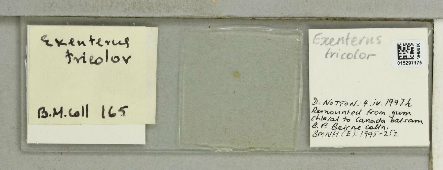 Exenterus tricolor