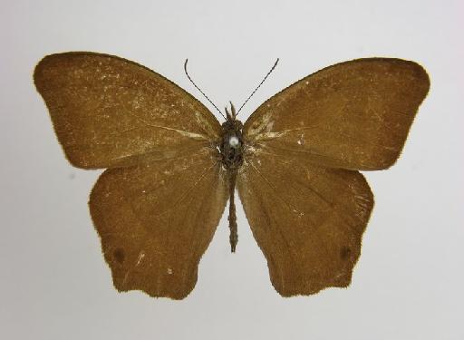 Euptychia hedemanni vetones Godman & Salvin, 1878 - BMNH(E)_ 1266991_Cyllopsis_(Euptychia)_hedemanni_vetones_Godman & Salvin_HT_male_ (2)