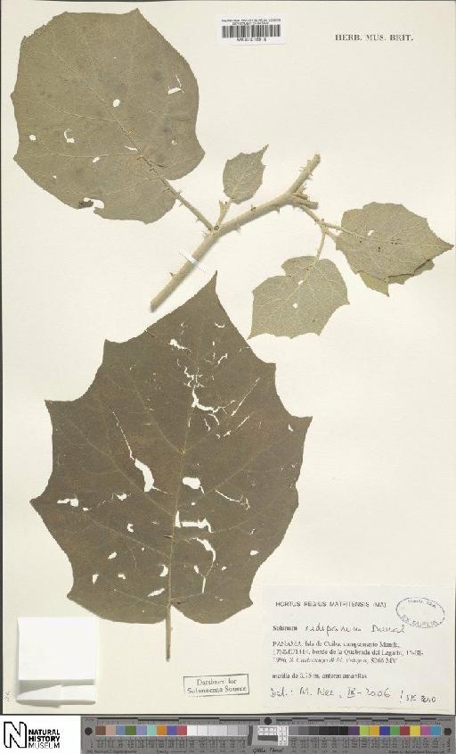 Solanum rudepannum Dunal - BM001016918