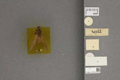 Dasypogon imbrex Walker, 1849 - 014585341_ventral_labels