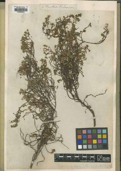 Pimelea prostrata Willd. - BM000829814