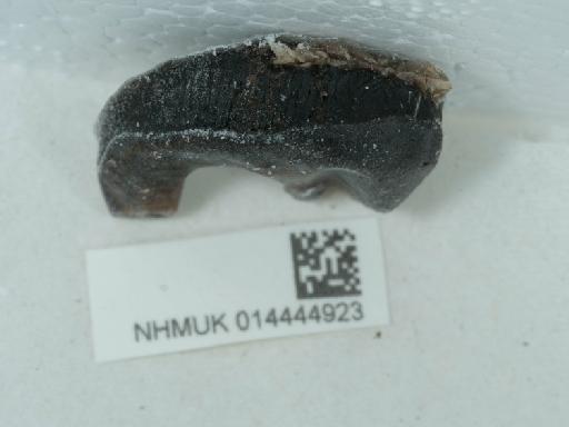 Hirudo medicinalis Linnaeus, 1758 - 014444923_3