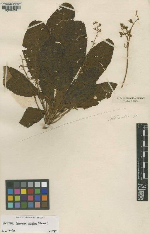 Sterculia villifera Steud - BM000645789