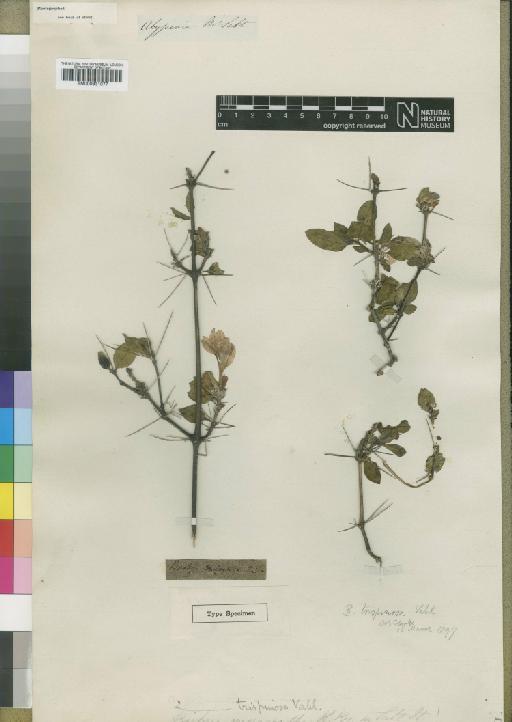 Barleria trispinosa Vahl - BM000931077