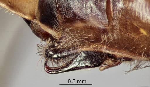 Macromia cupricincta Fraser, 1924 - Macromia_cupricincta-BMNHE_1242050-holotype-lateral-secondary_genitalia-4.0x