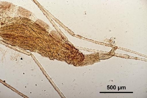 Mayetiola phalaris Barnes, 1927 - 010210369-Mayetiola_phalaris-SYNTYPE-250611-terminalia-100_0x-scale