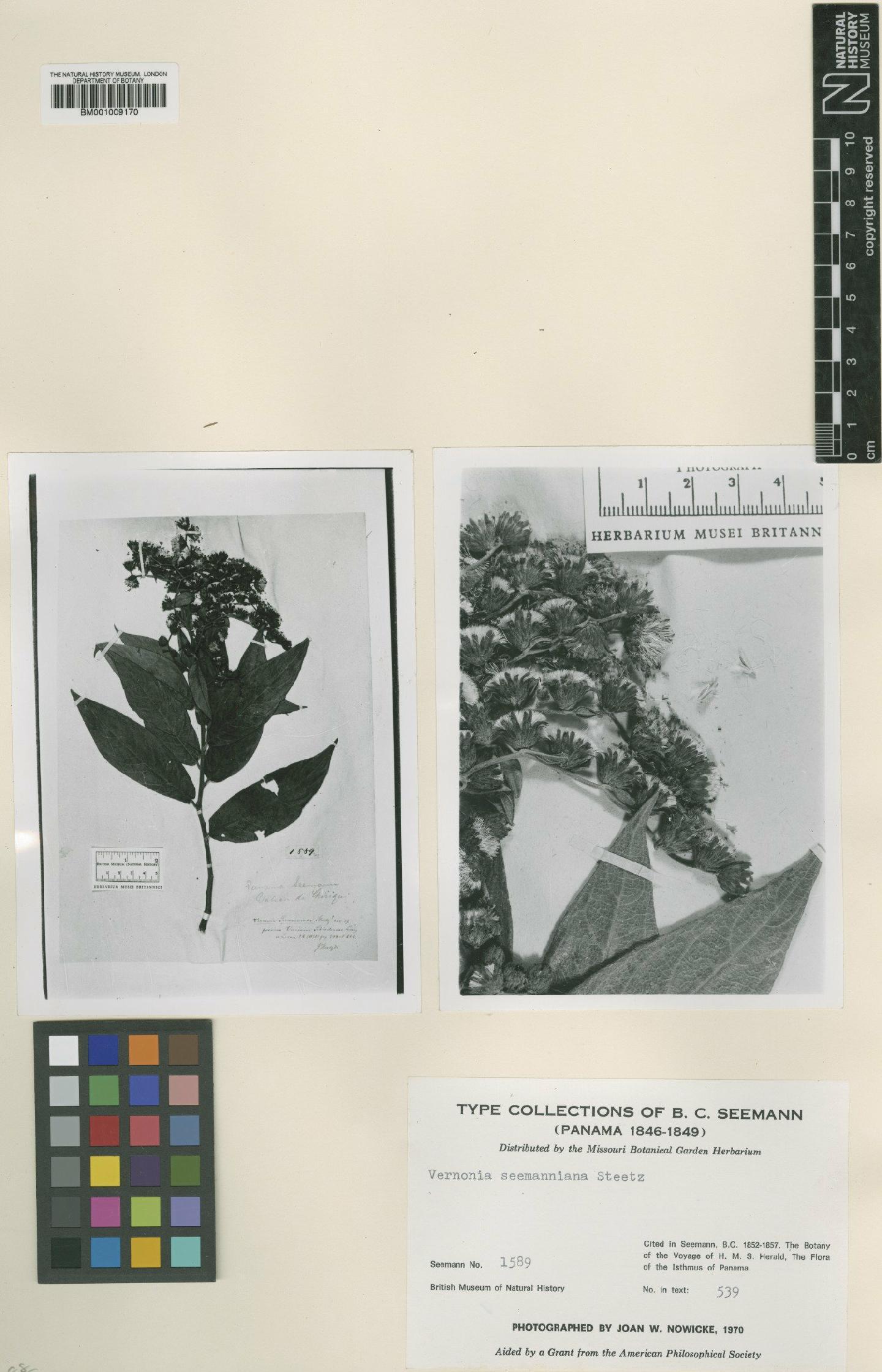 To NHMUK collection (Vernonia seemanniana Steetz; Type; NHMUK:ecatalogue:556931)
