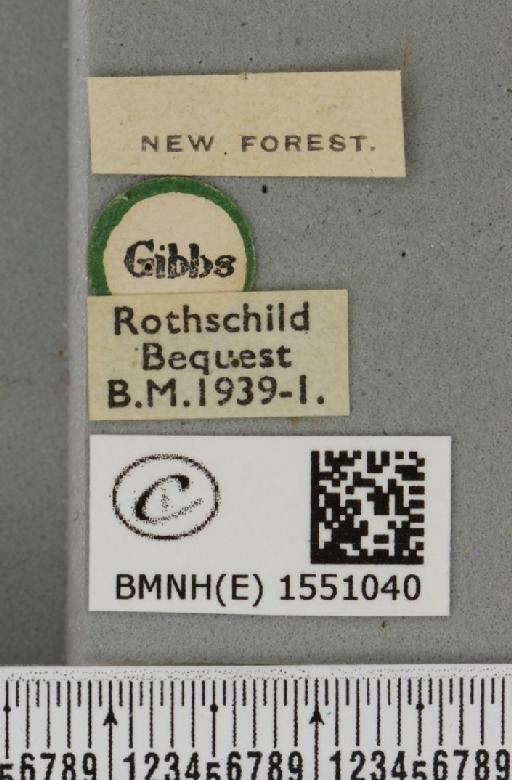 Polyploca ridens ab. erythrocephala Esper, 1786 - BMNHE_1551040_label_238362