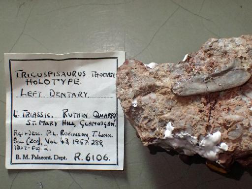 Tricuspisaurus thomasi Robinson, 1957 - NHMUK PV R 6106 - with label