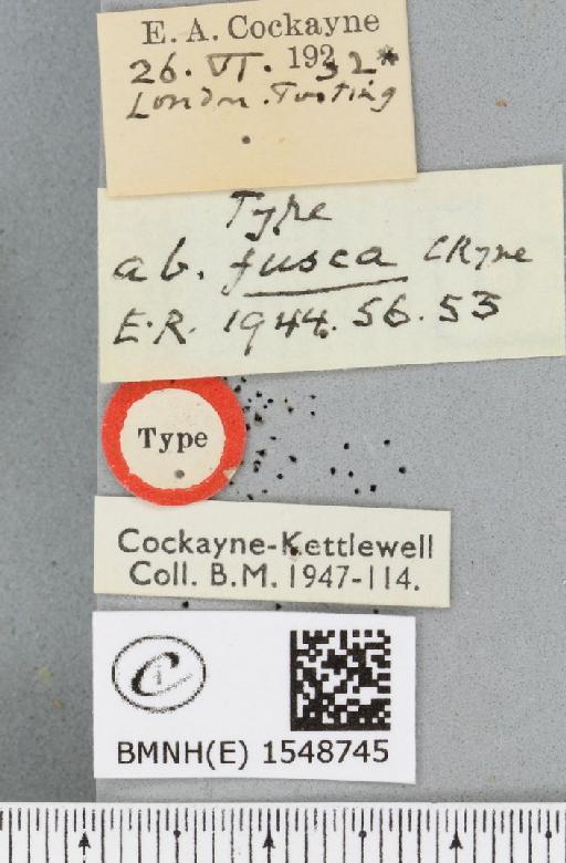 Tethea ocularis octogesima ab. fusca Cockayne, 1944 - BMNHE_1548745_label_235832