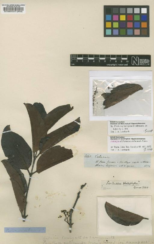 Peritassa laevigata (Hoffmanns. ex Link) A.C.Sm. - BM000080425