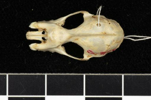 Rhinolophus tragatus Hodgson, 1835 - 1843_1_12_136-Rhinolophus_tragatus-Paralectotype-Skull-dorsal-2