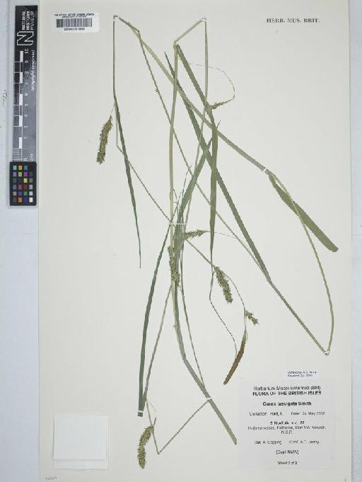 Carex laevigata Sm. - BM000791843  C