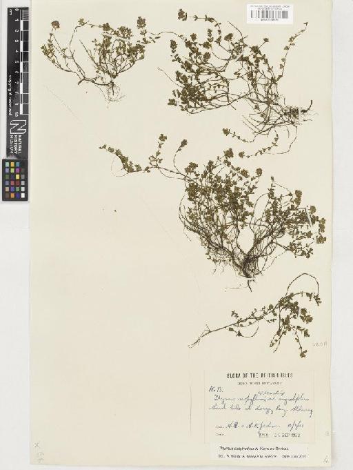 Thymus polytrichus subsp. britannicus (Ronniger) Kerguélen - BM001130475