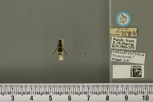 Bactrocera (Bactrocera) dorsalis (Hendel, 1912) - BMNHE_1435588_29579