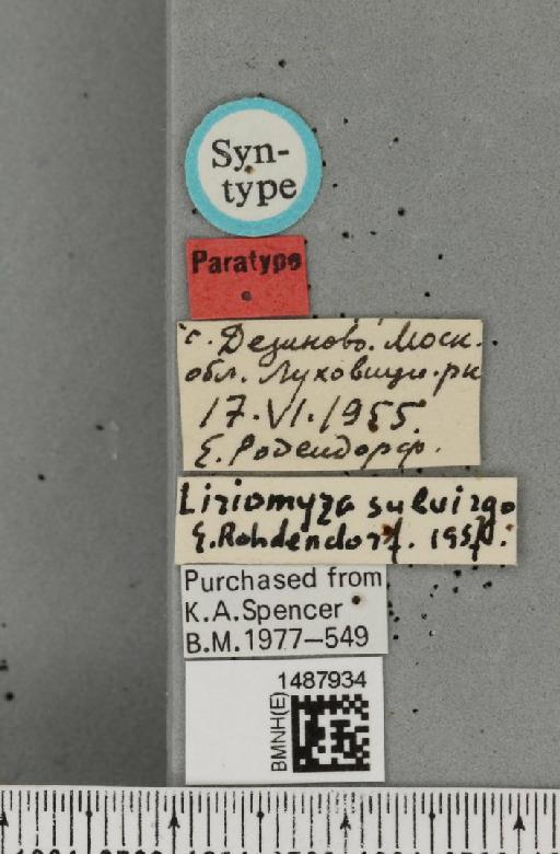 Liriomyza subvirgo Rohdendorf-Holmanova, 1960 - BMNHE_1487934_label_51773