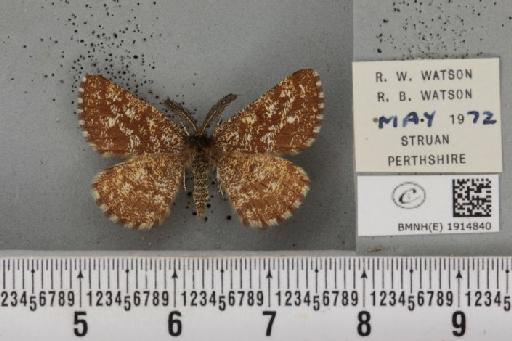 Ematurga atomaria (Linnaeus, 1758) - BMNHE_1914840_487153