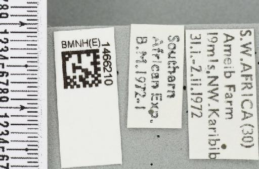 Neoceratitis minima (Bezzi, 1924) - BMNHE_1466210_label_27074