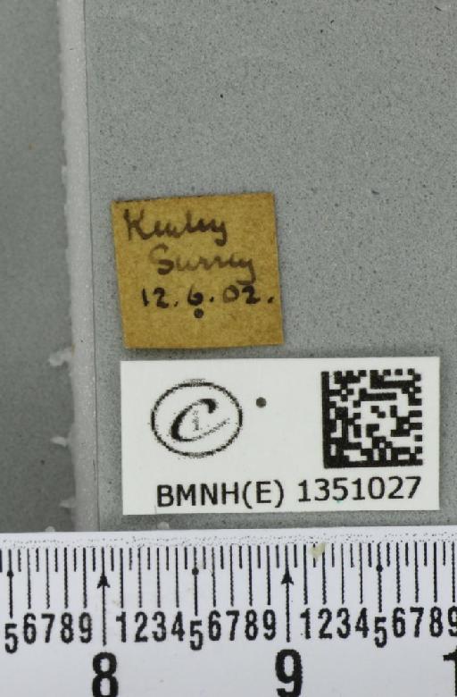 Korscheltellus lupulina (Linnaeus, 1758) - BMNHE_1351027_label_186419