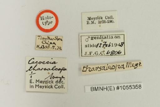 Archips tharsaleopa tharsaleopa Meyrick - Archips_tharsaleopa_Meyrick_1935_Holotype_BMNH(E)#1055358_image002