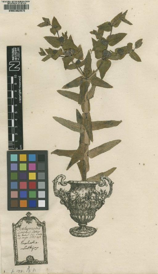 Euphorbia lathyrus L. - BM000628675