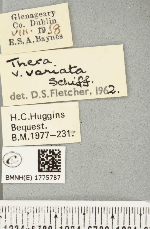 Thera britannica (Turner, 1925) - BMNHE_1775787_label_356187