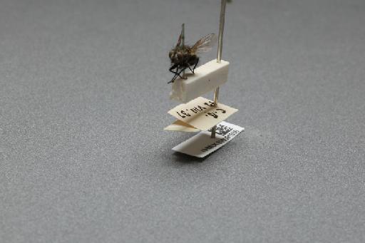 Sarcophaga (Myorhina) nigriventris Meigen, 1826 - 015091856_additional_3