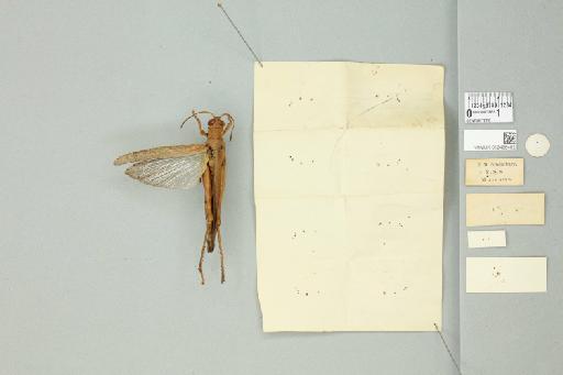 Parastenocrobylus macilentus Miller, N.C.E., 1937 - 012498462_reverse_1