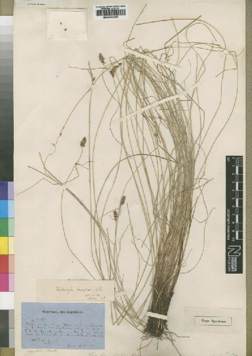 Fimbristylis ferruginea (L.) Vahl - BM000922556