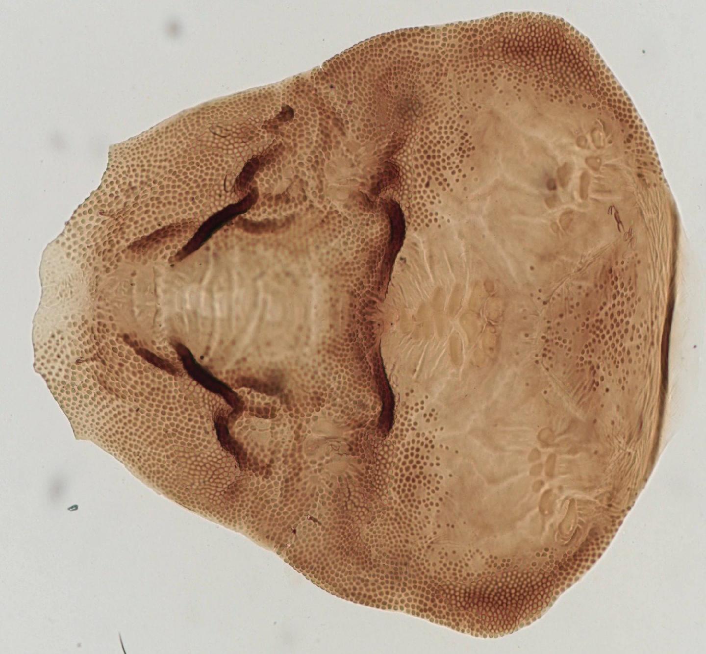 Simulium townsendi