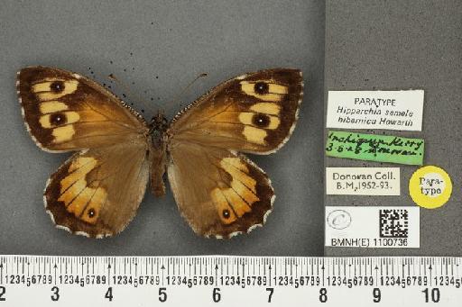 Hipparchia semele hibernica Howarth, 1971 - BMNHE_1100736_11827