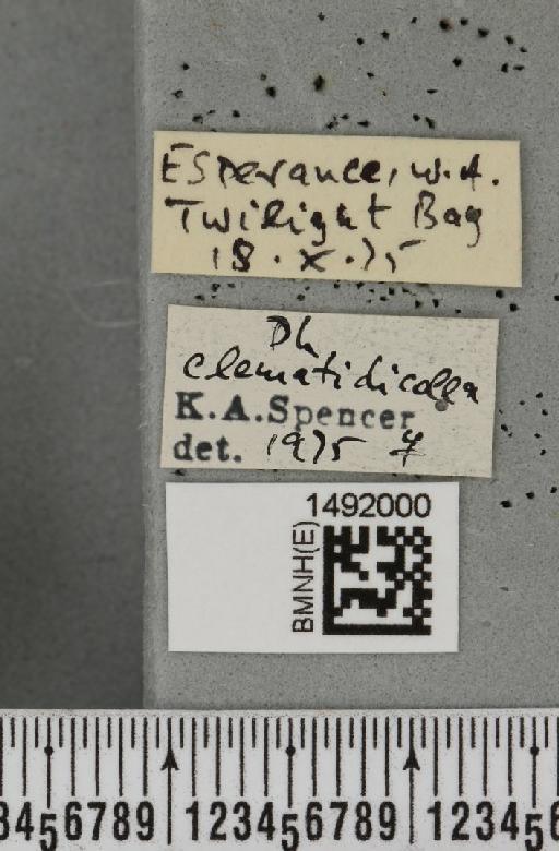 Phytomyza clematidicolla Spencer, 1963 - BMNHE_1492000_label_53700