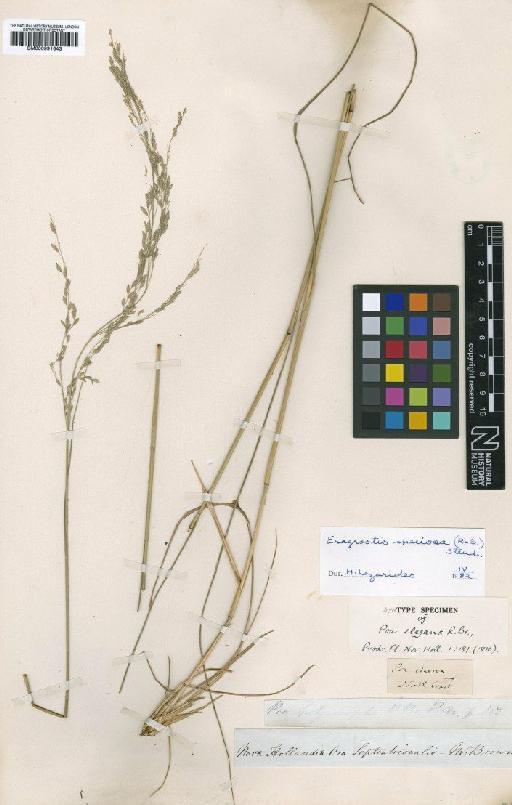 Eragrostis speciosa (Roem. & Schult.) Steud. - BM000991643