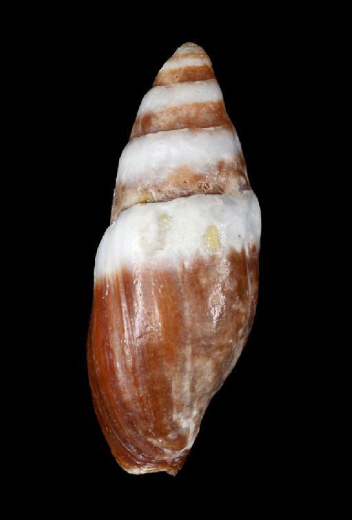 Mitra albofasciata G. B. Sowerby II, 1874 - 1906.5.8.54