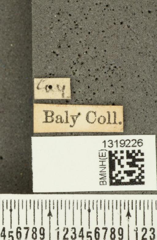 Diabrotica alboplagiata Jacoby, 1882 - BMNHE_1319226_label_17616