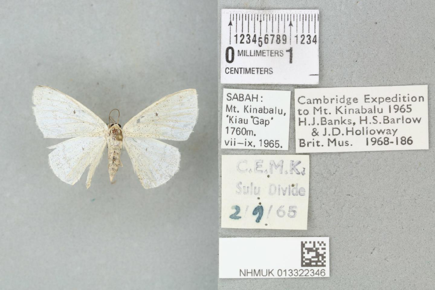 Lomographa juta
