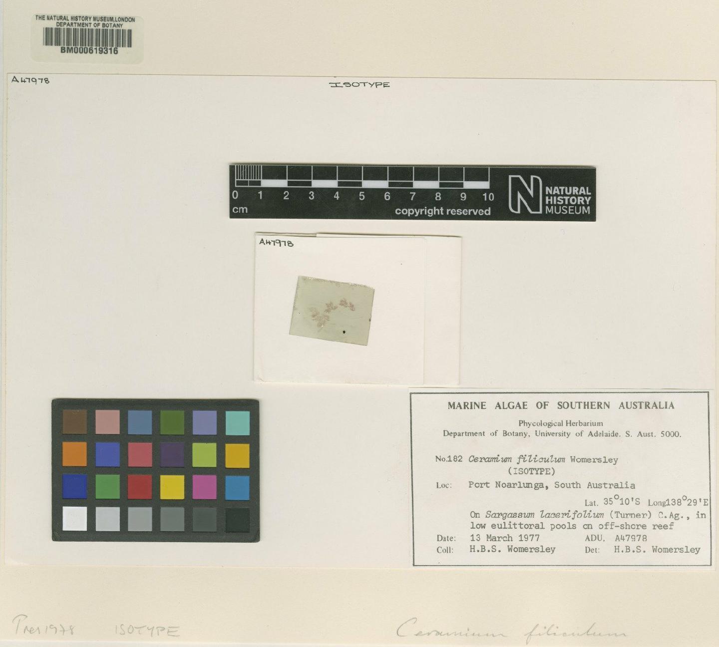 To NHMUK collection (Ceramium filiculum Harv. ex Womersley; Isotype; NHMUK:ecatalogue:4790742)