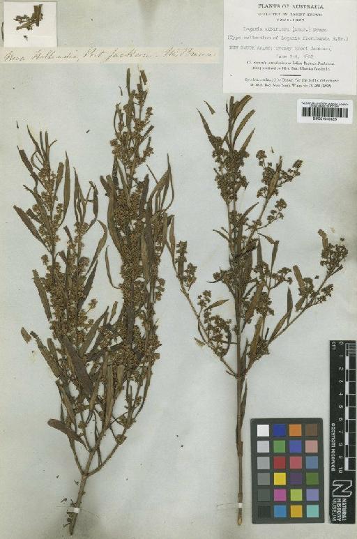 Logania albiflora Andrews - BM001040423