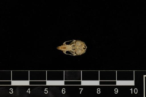 Micromys minutus Pallas, 1771 - Micromys_minutus-1972_2455-Skull-Ventral