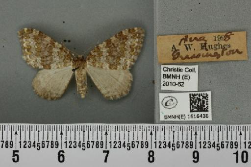 Entephria flavicinctata ruficinctata (Guenée, 1858) - BMNHE_1616436_318886