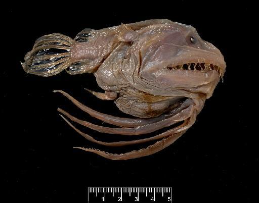 Linophryne brevibarbata Beebe, 1932 - BMNH 1995.1.18.4, Linophryne brevibarbata