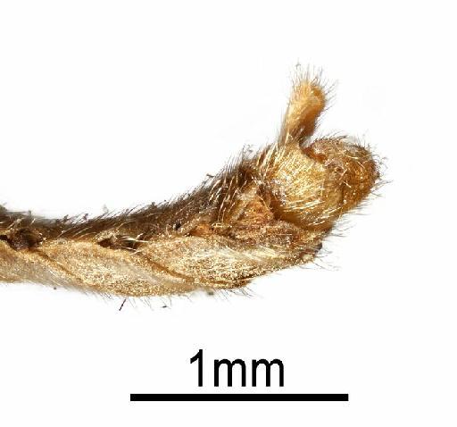 Xenomorpha brevicornis Lindner, 1949 - NHMUK 010264300 Xenomorpha brevicornis - terminalia