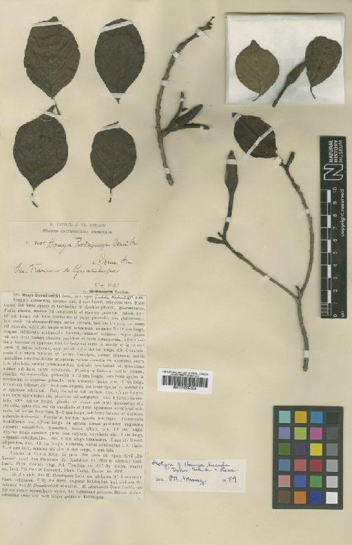 Hauya lucida Donn.Sm. & Rose - BM001008393