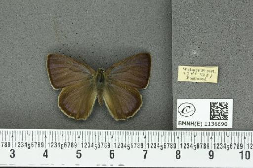Neozephyrus quercus (Linnaeus, 1758) - BMNHE_1136690_94434