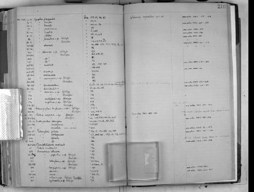 Nymphon paucidens Gordon, 1932 - Zoology Accessions Register: Crustacea: 1905 - 1935: page 219