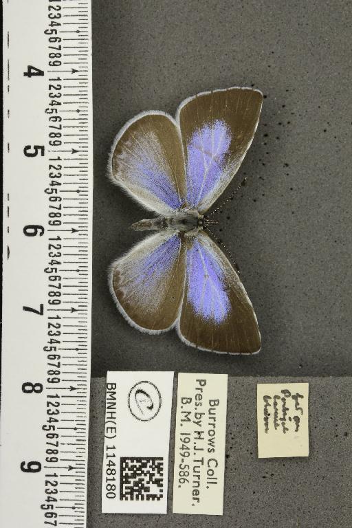 Celastrina argiolus britanna ab. lilacina-suffusa Tutt, 1908 - BMNHE_1148180_a_111272