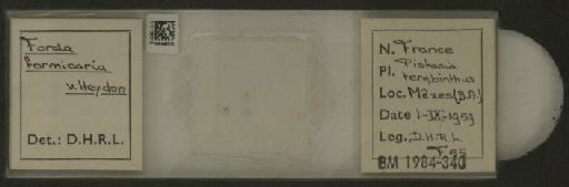 Forda formicaria von Heyden, C., 1837 - 010126215_112939_1094301
