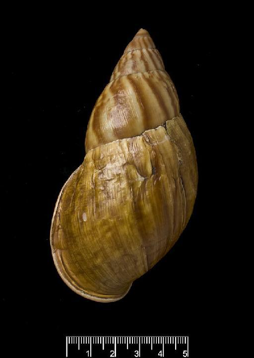 Strophocheilus (Dryptus) jubeus subterclass Tectipleura Fulton, 1908 - Strophocheilus (Dryptus) jubeus Fulton, 1908. NHM 1905.5.3.1. LECTOTYPE. Dorsal view