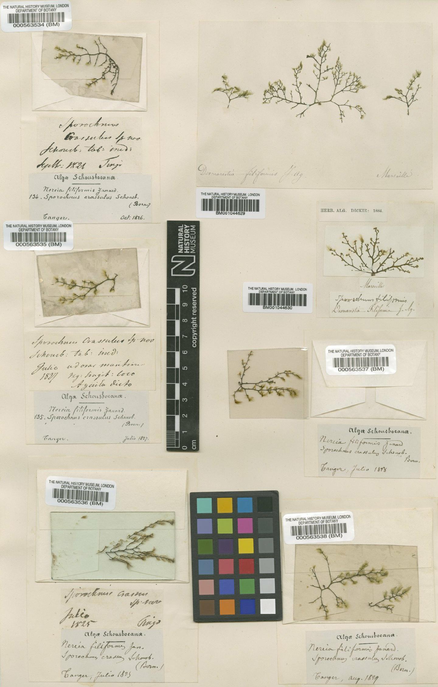 To NHMUK collection (Nereia filiformis (Agardh) Zanardini; NHMUK:ecatalogue:632800)